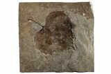 Fossil Sycamore Leaf (Platanus) - Nebraska #262315-1